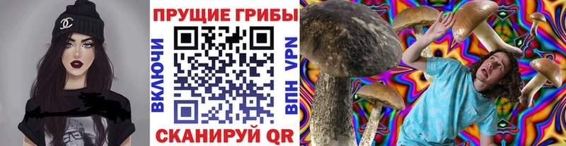 hydra ссылки  Михайловка  Галлюциногенные грибы Psilocybe 